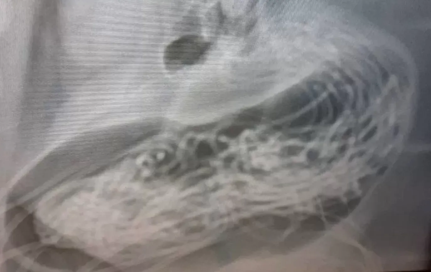 Рентгенівський знімок шлунку кішки