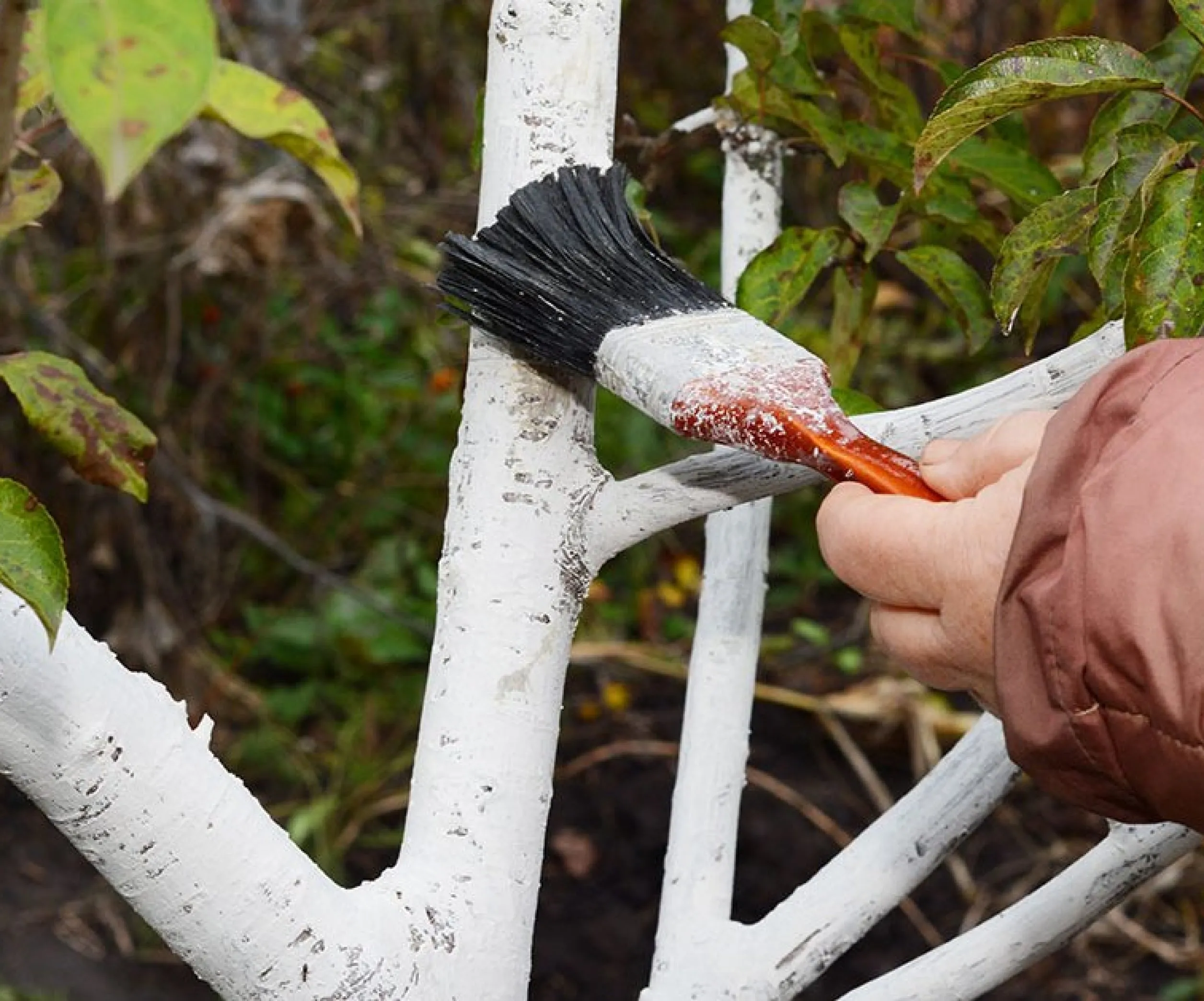 Побелка деревьев Побелка деревьев