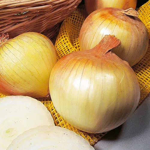 Сеншуй Сеншуй