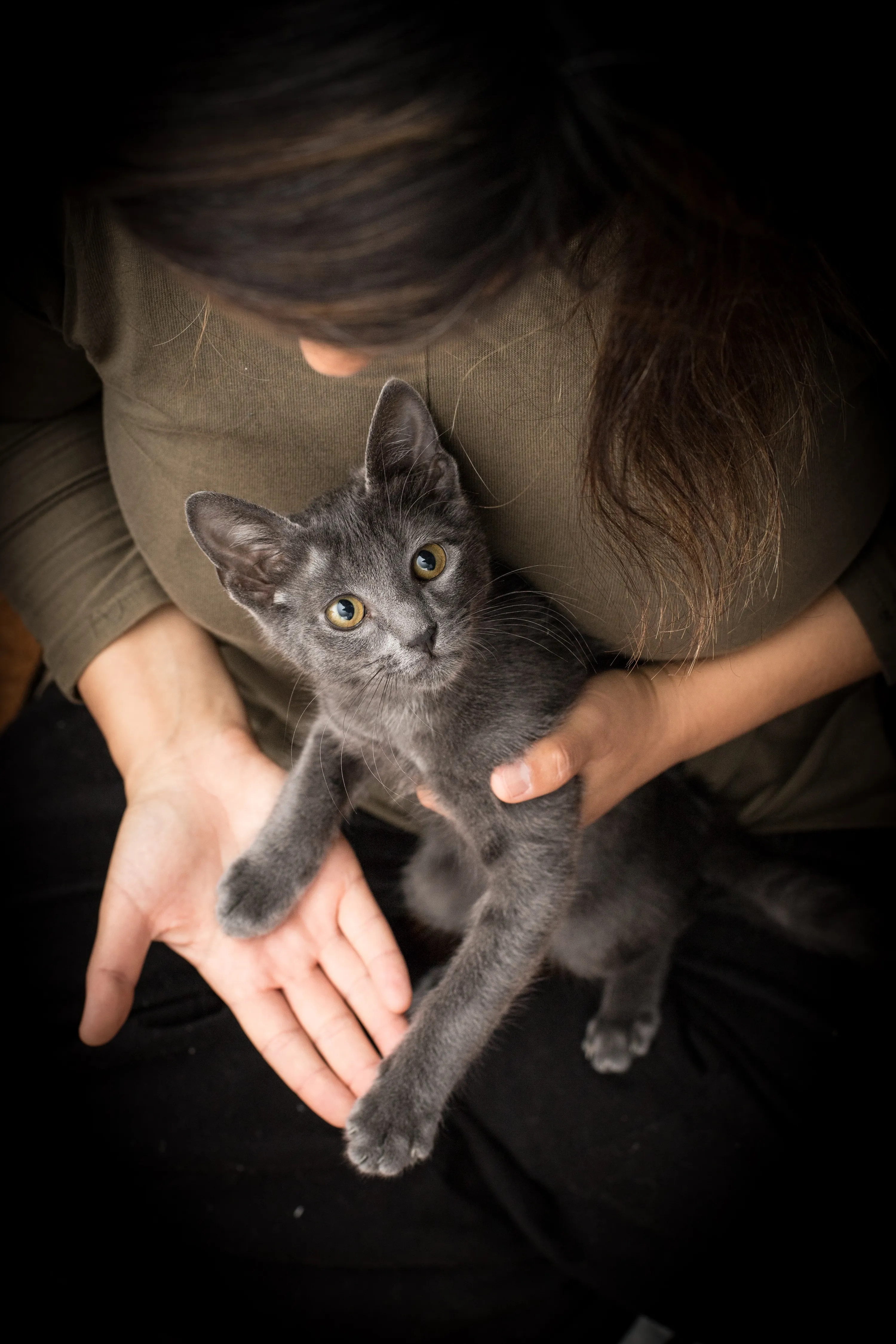 Чому коти сидять на людях Чому коти сидять на людях