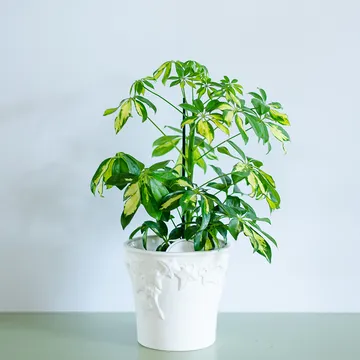 Комнатные растения Комнатные растения