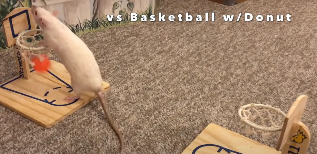Щурі грають баскетбол