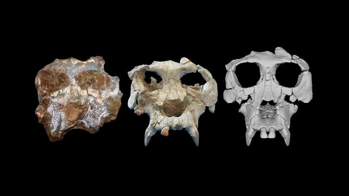Частину черепа древньої мавпи реконструювали за допомогою томографії