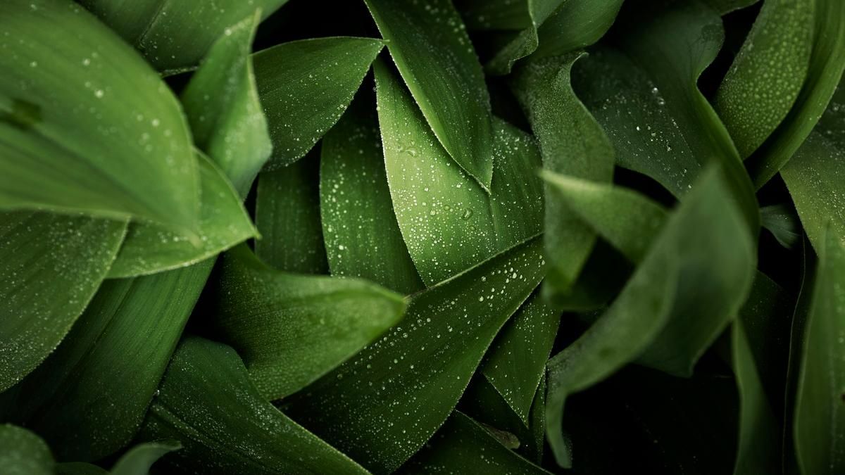 Генномодифіковані рослини поглинають більше вуглецю, ніж звичайні Генномодифіковані рослини поглинають більше вуглецю, ніж звичайні