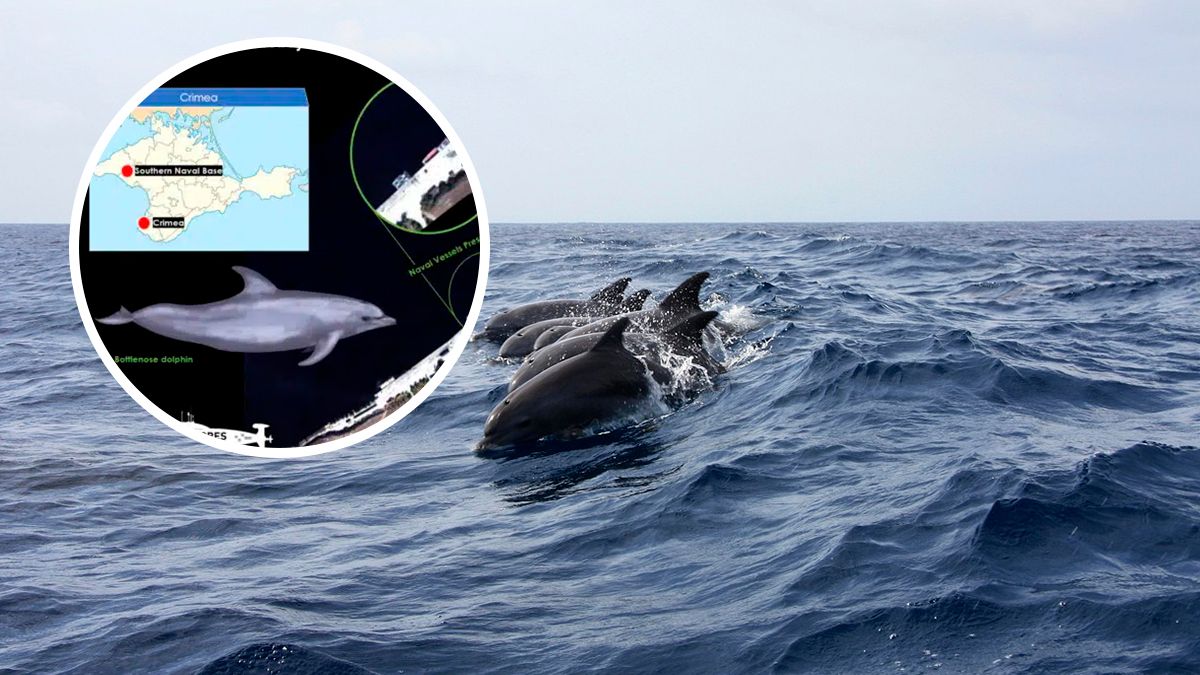 Росія перекинула групи бойових дельфінів в західну частину Криму - 24 Канал Росія перекинула групи бойових дельфінів в західну частину Криму - 24 Канал
