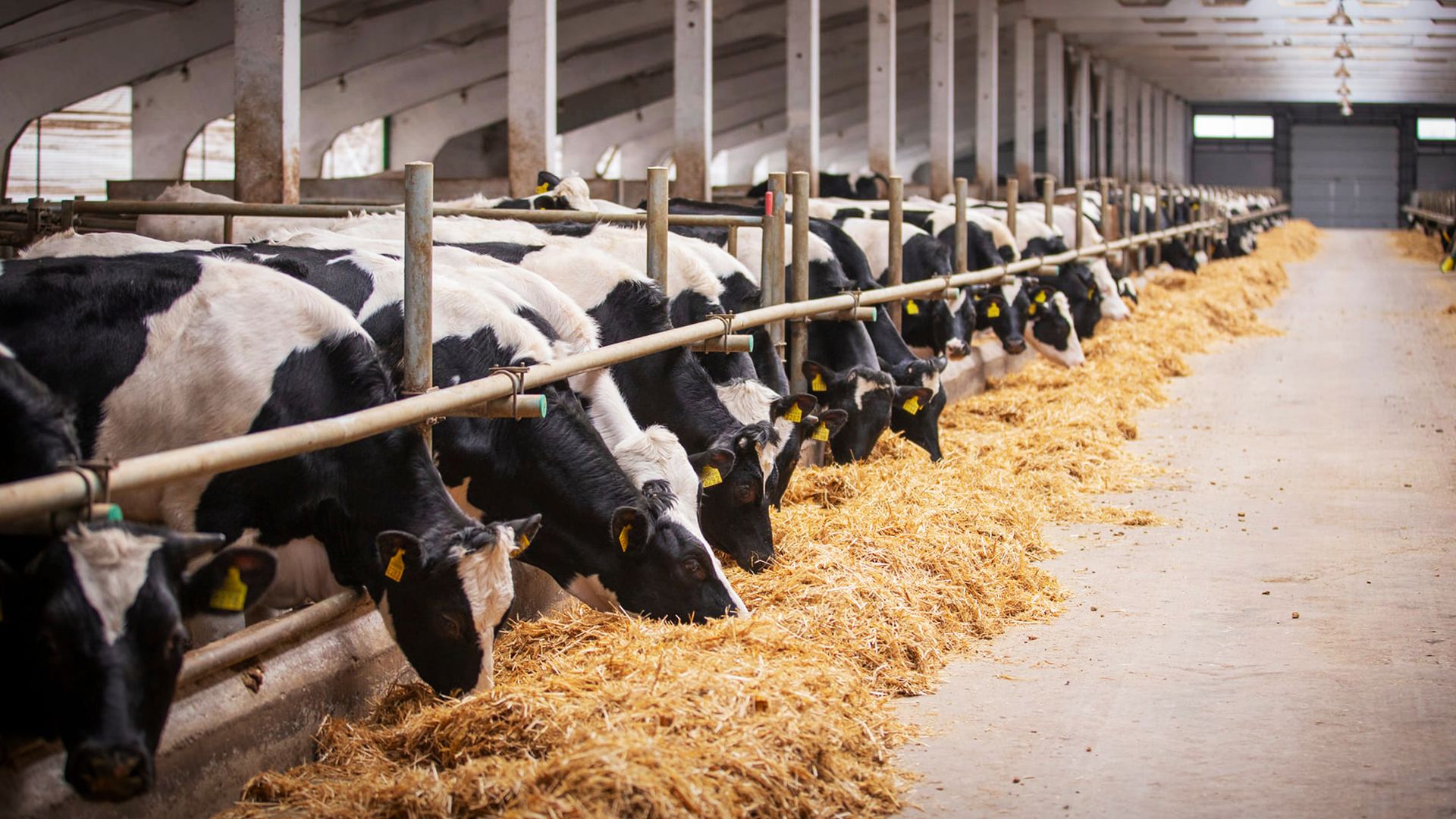 Молочна ферма Пані Юпітер - 24 Канал Молочна ферма Пані Юпітер - 24 Канал