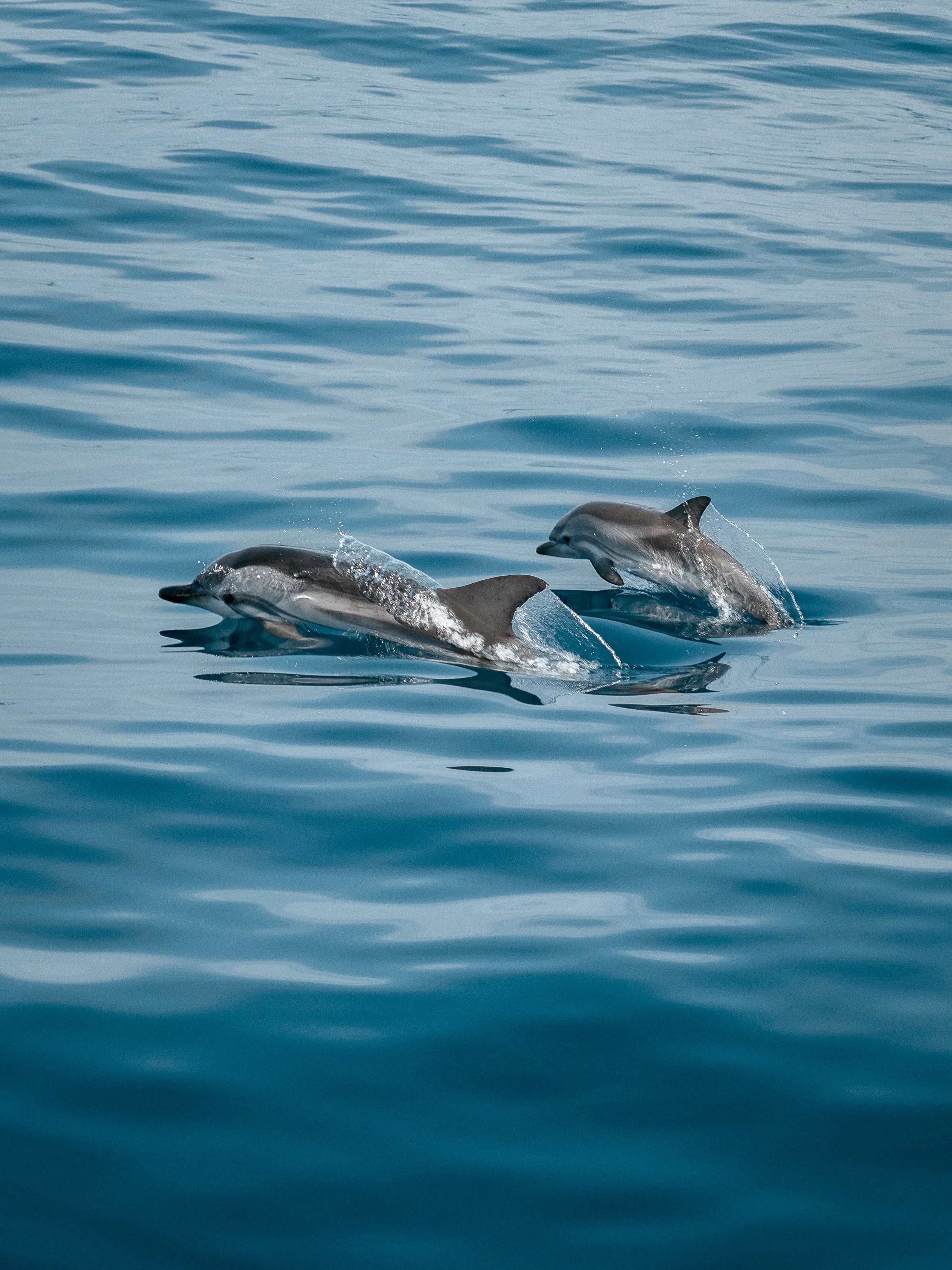 Дельфины заводят друзей, когда лосось более доступен в их среде