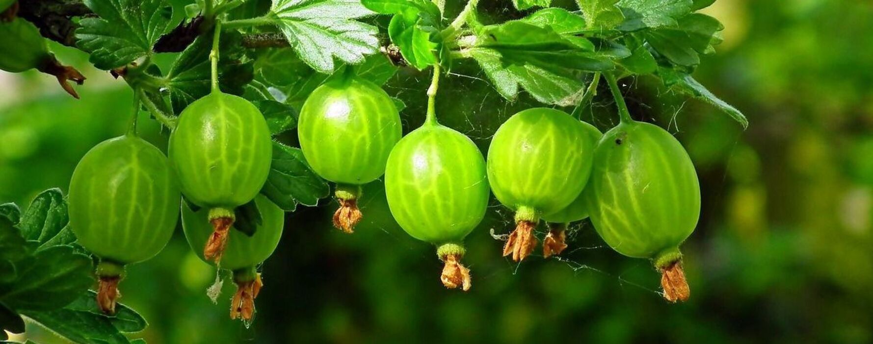 Как на украинском будет крестовник - запомните и выбросьте эту кальку из лексикона Как на украинском будет крестовник - запомните и выбросьте эту кальку из лексикона