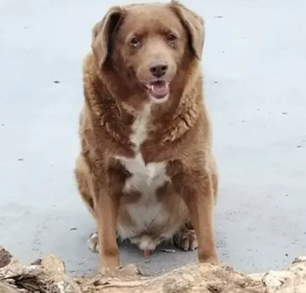 Помер найстаріший пес у світі Бобі
