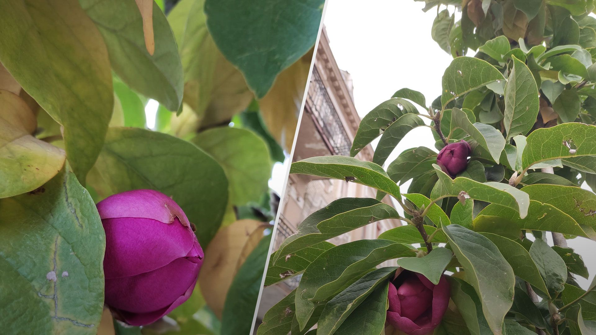 В Ужгороді у жовтні зацвіла магнолія – 24 Канал В Ужгороді у жовтні зацвіла магнолія – 24 Канал