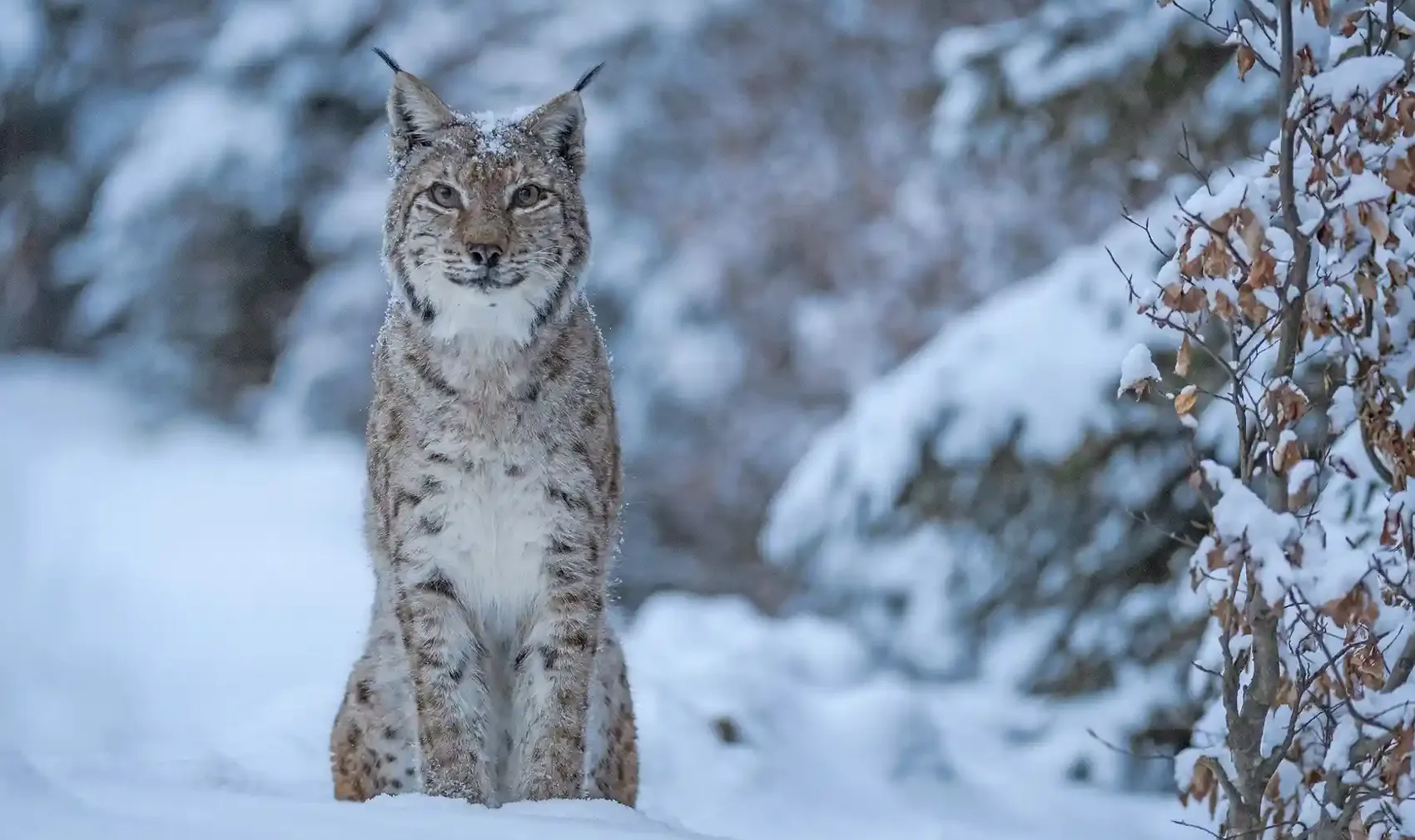 На територіях заповідника чимало диких тварин, зокрема рисей На територіях заповідника чимало диких тварин, зокрема рисей