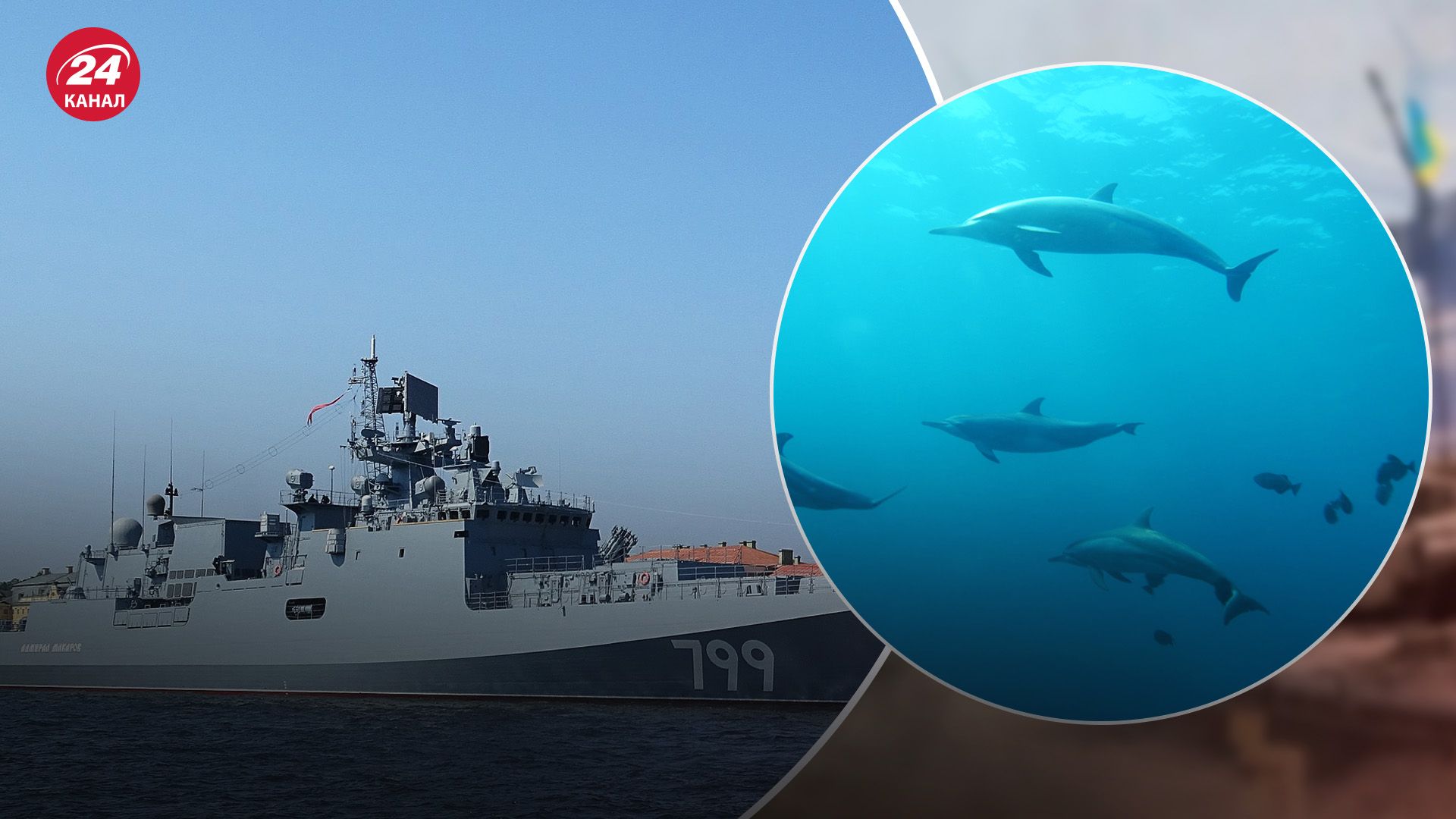 Окупанти використовують бойових дельфінів Окупанти використовують бойових дельфінів