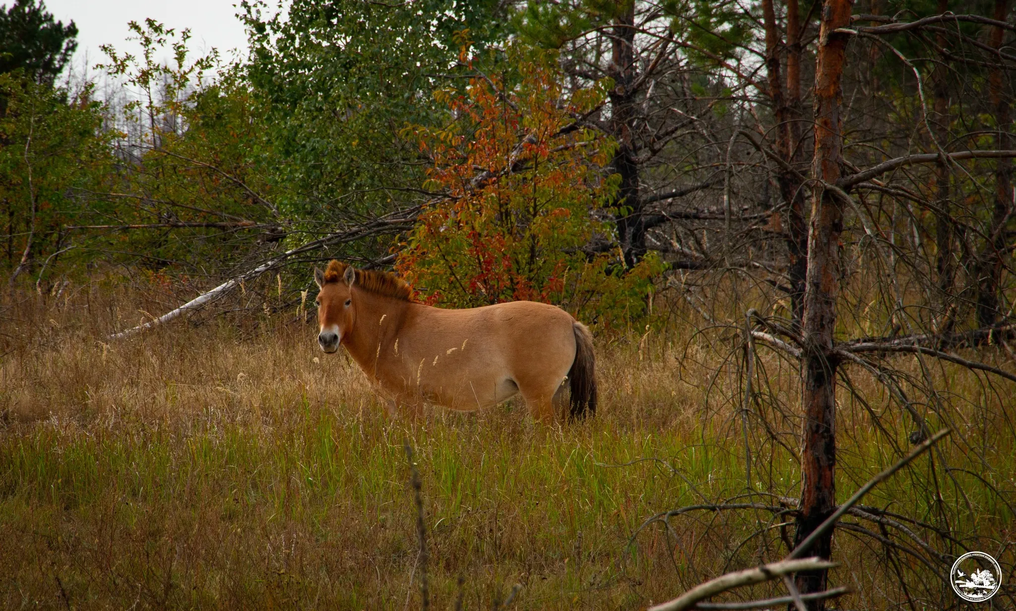 У Чорнобилі показали коней осені