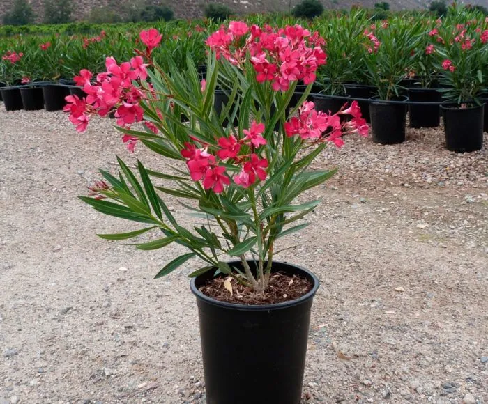 Олеандр Олеандр