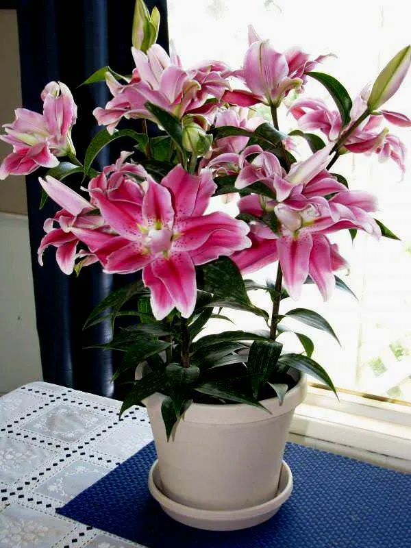 Лілія Лілія