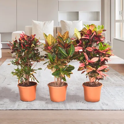 Кротони Кротони