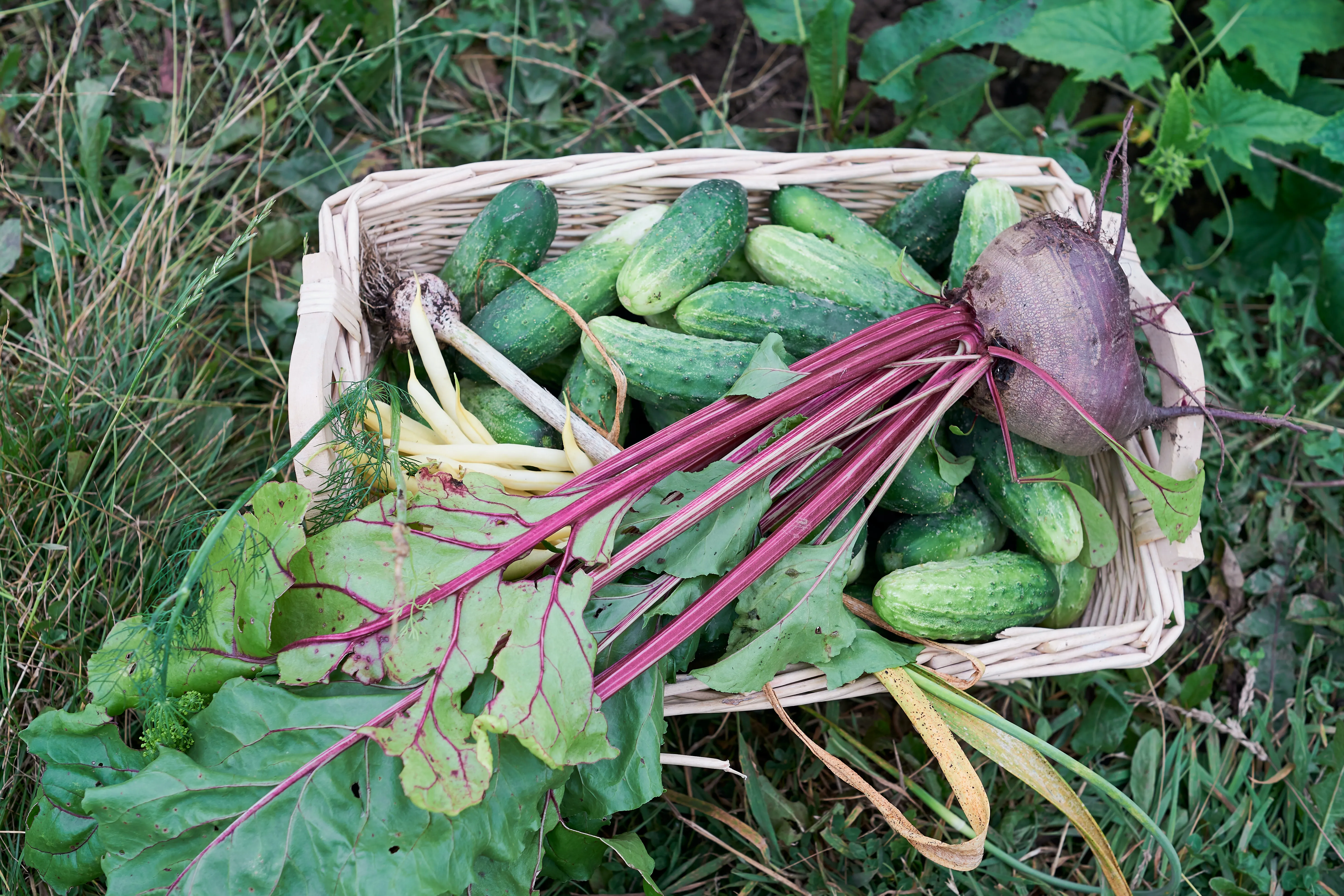 огірки огірки