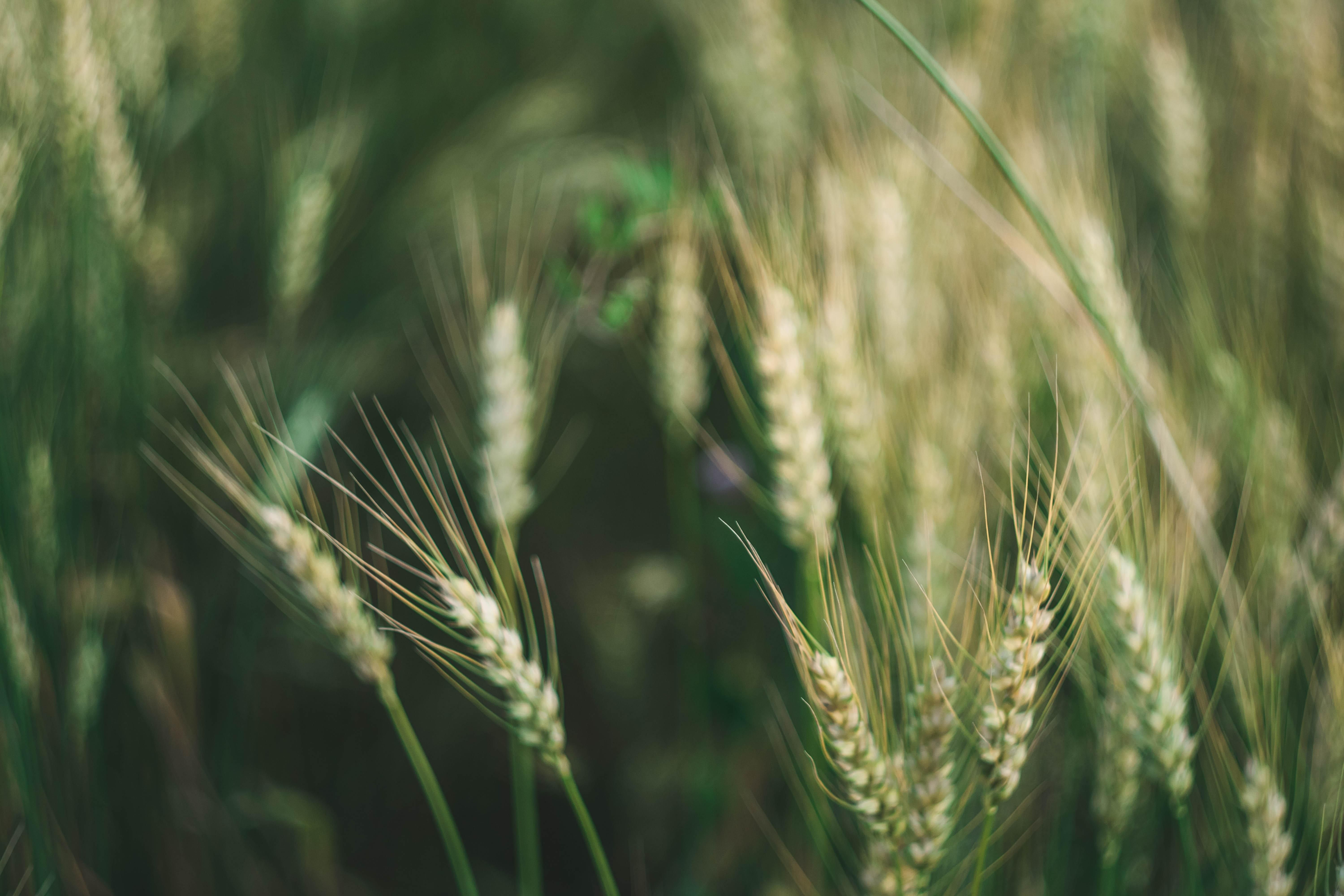 Закрытие украинского зернового коридора из-за возможных российских атак – Экономика Закрытие украинского зернового коридора из-за возможных российских атак – Экономика