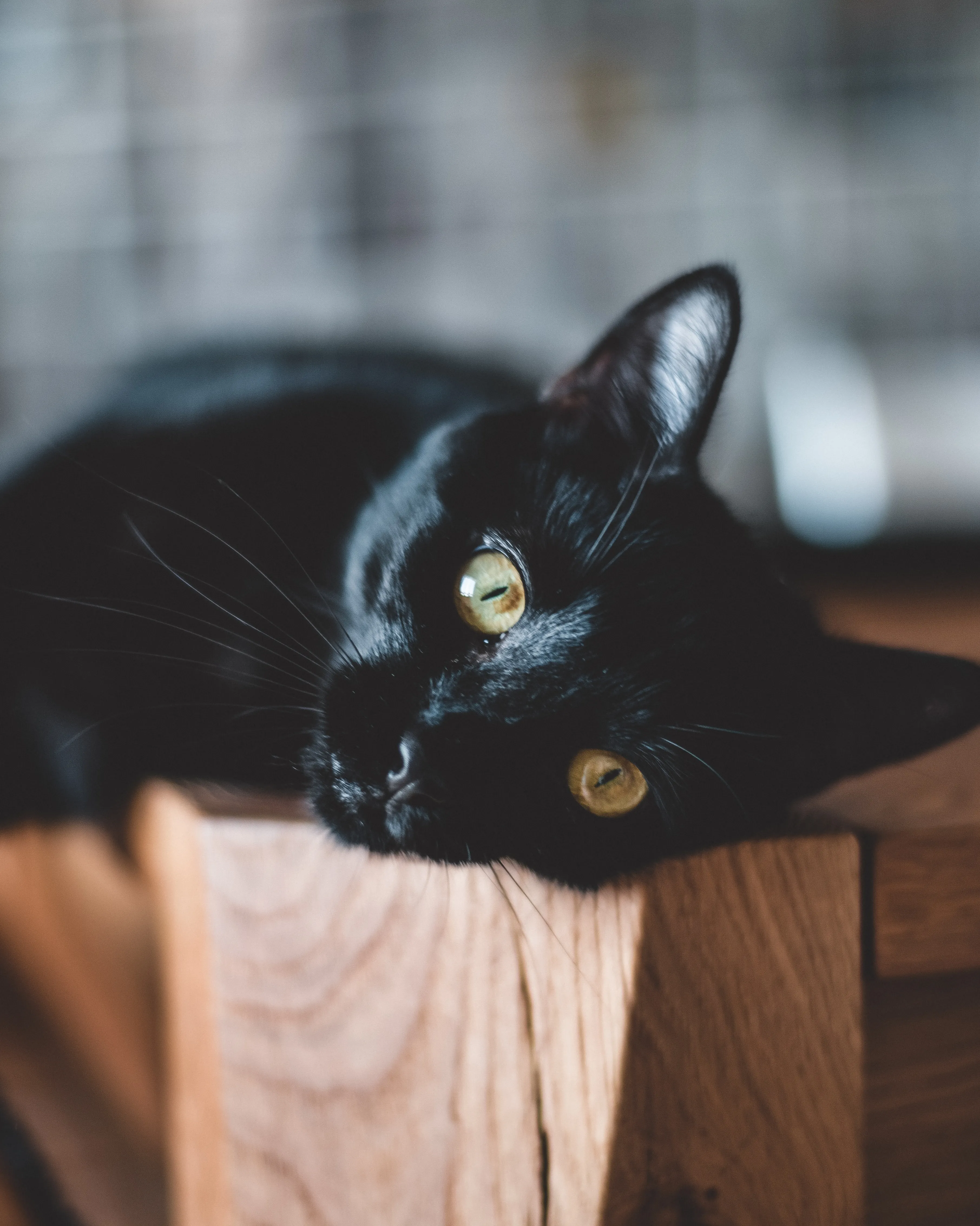 Черные коты оберегают дом от зла