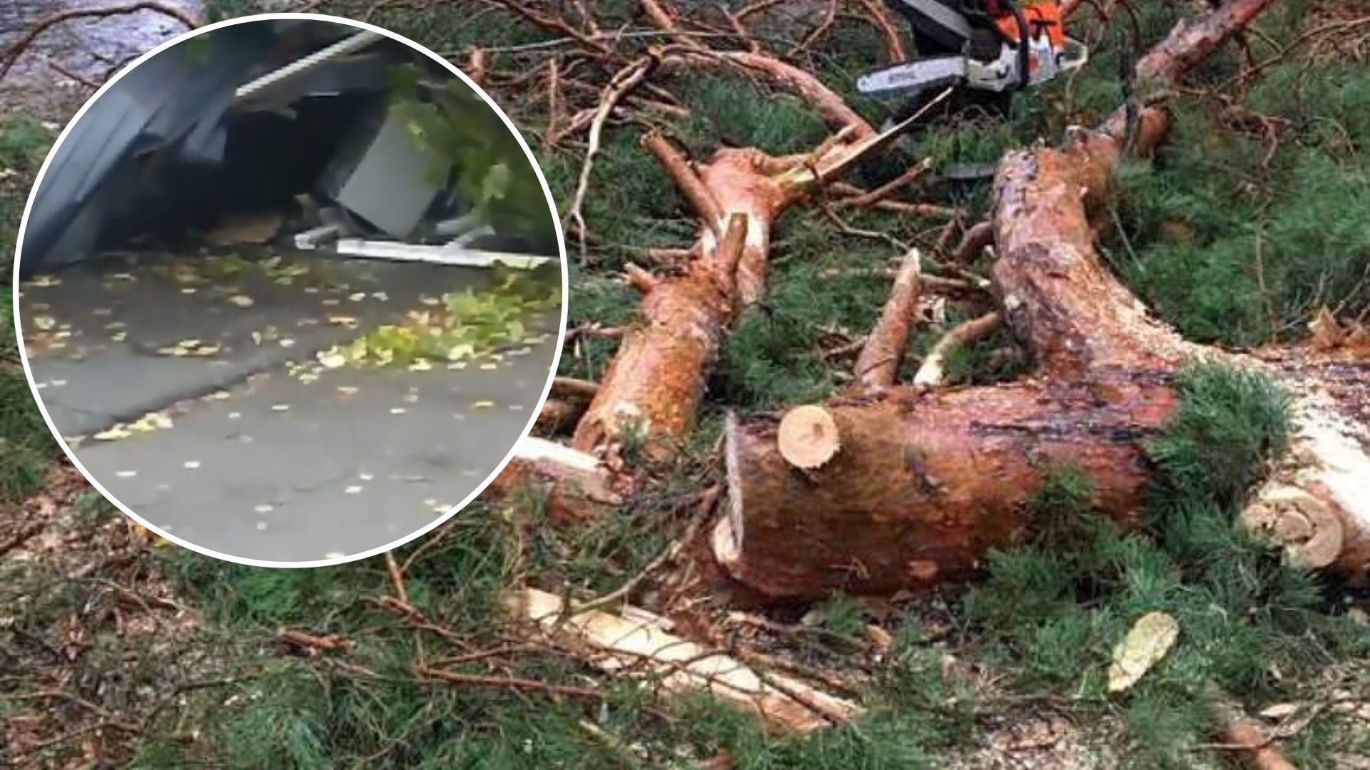 В Киеве из-за сильного ветра дерево упало на киоск с людьми
