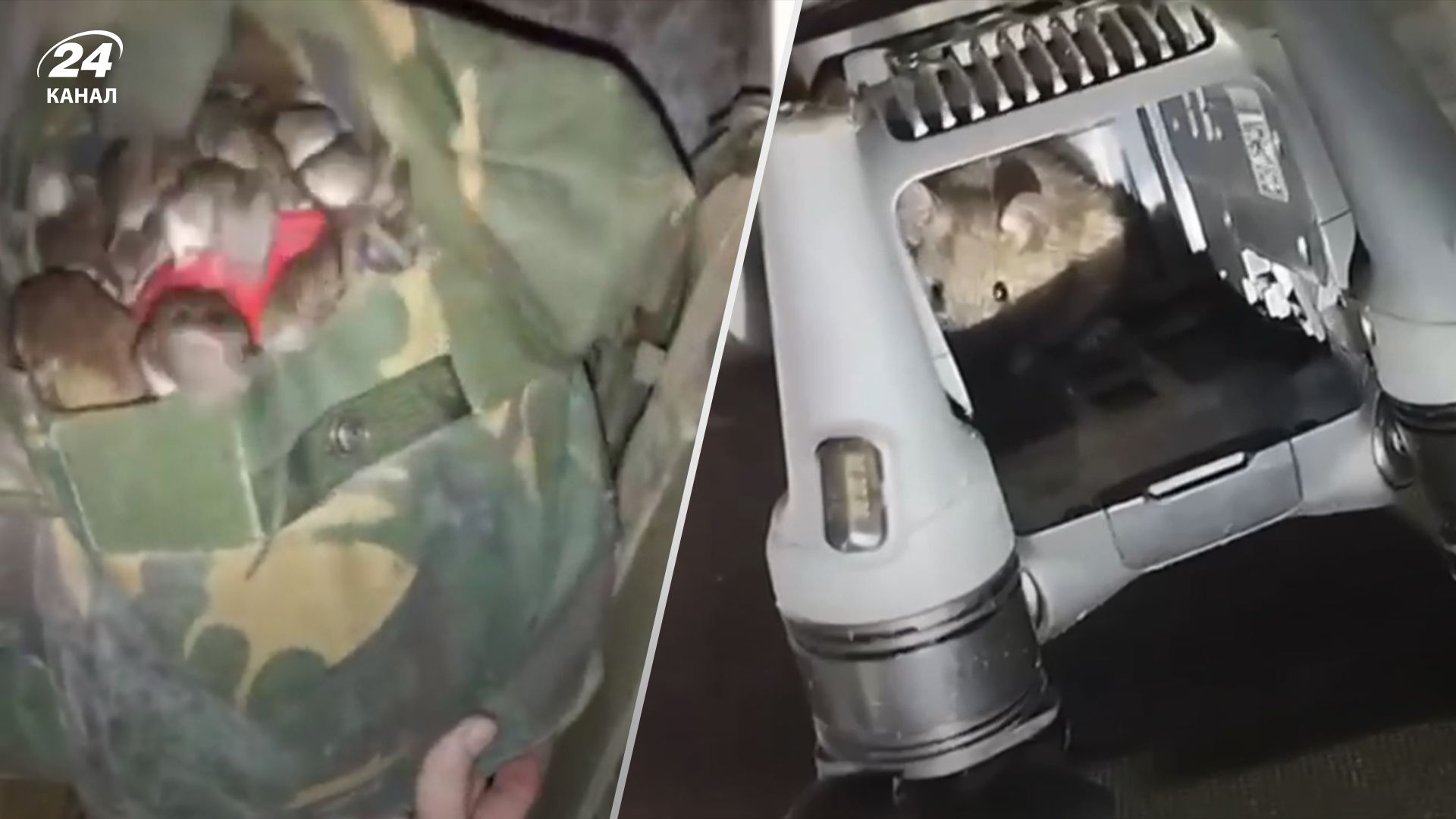 Катастрофическая проблема с мышами на фронте Катастрофическая проблема с мышами на фронте