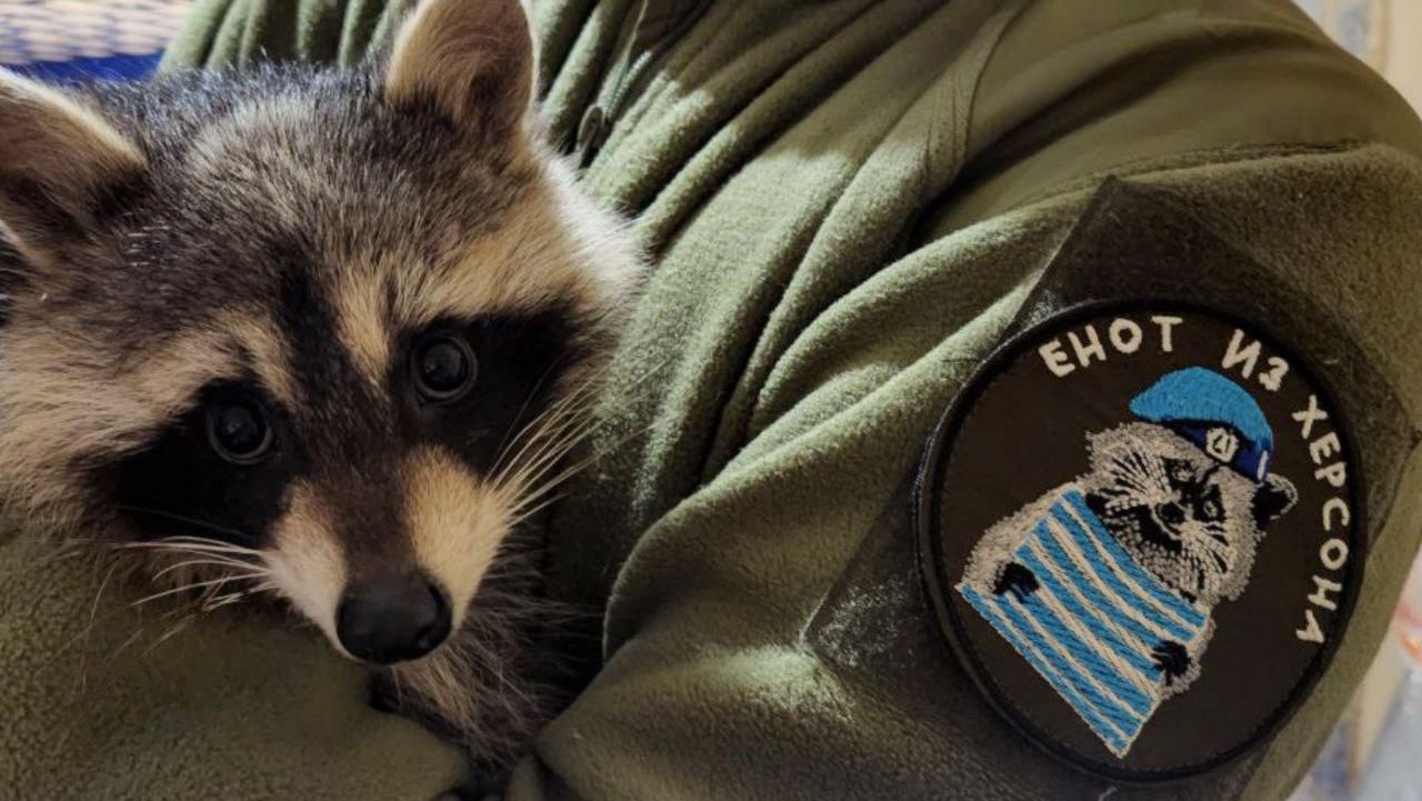 Окупант поскаржився, що у нього "свої" викрали єнота з Херсона Окупант поскаржився, що у нього "свої" викрали єнота з Херсона
