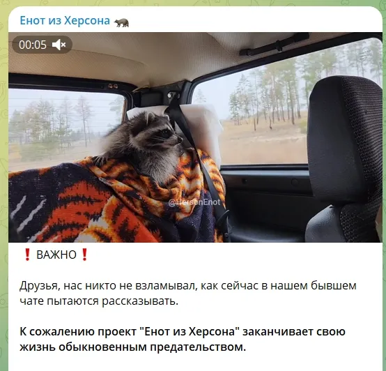 Россияне заявили о похищении енота