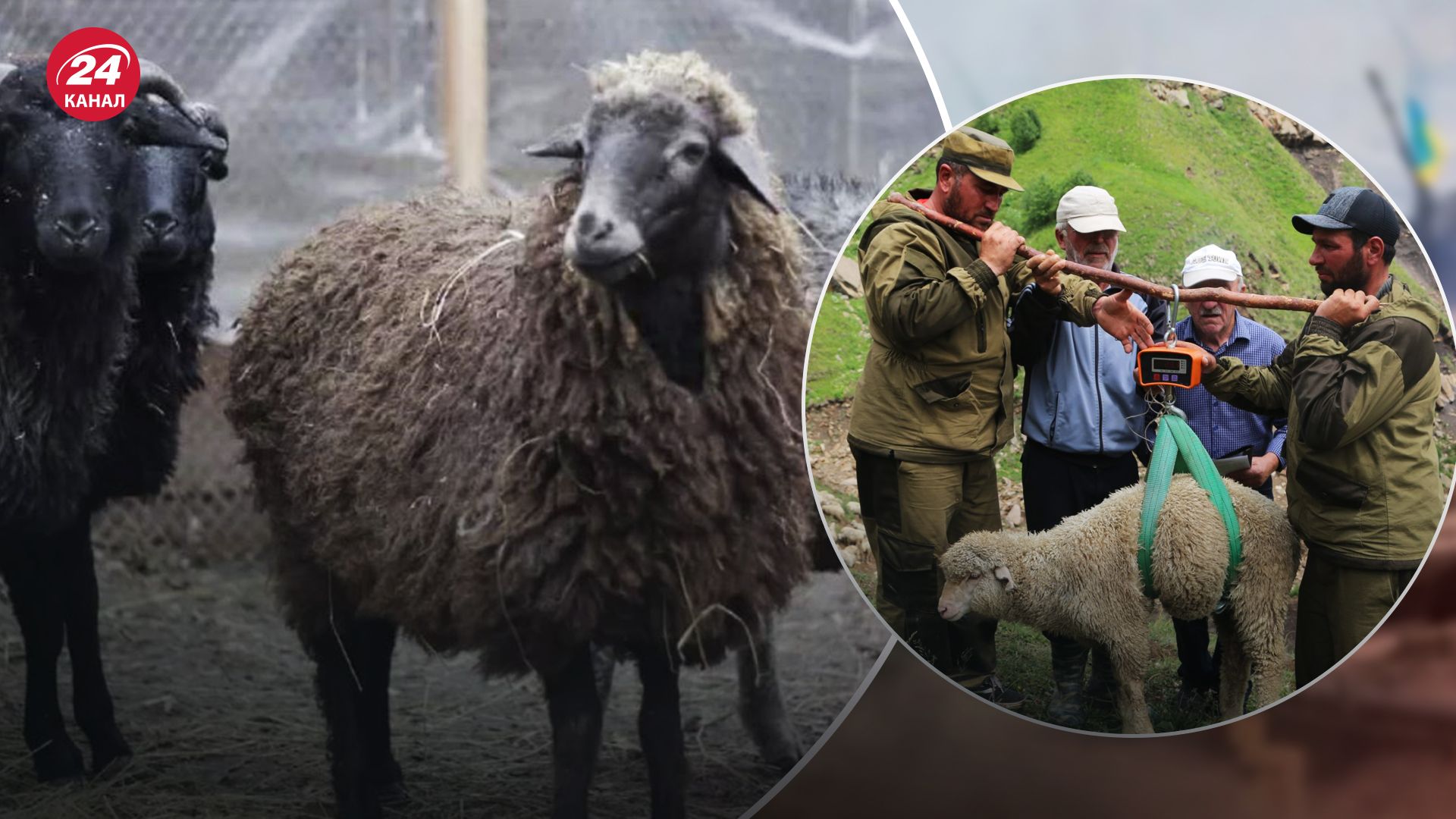 "Гуманітарка" з Дагестану "Гуманітарка" з Дагестану