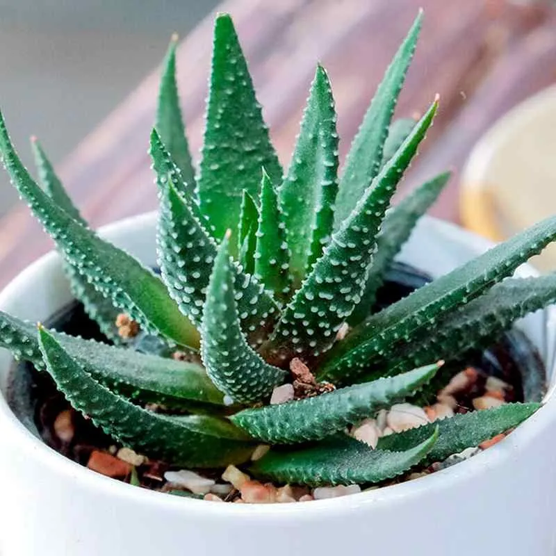 Алое вера Алое вера