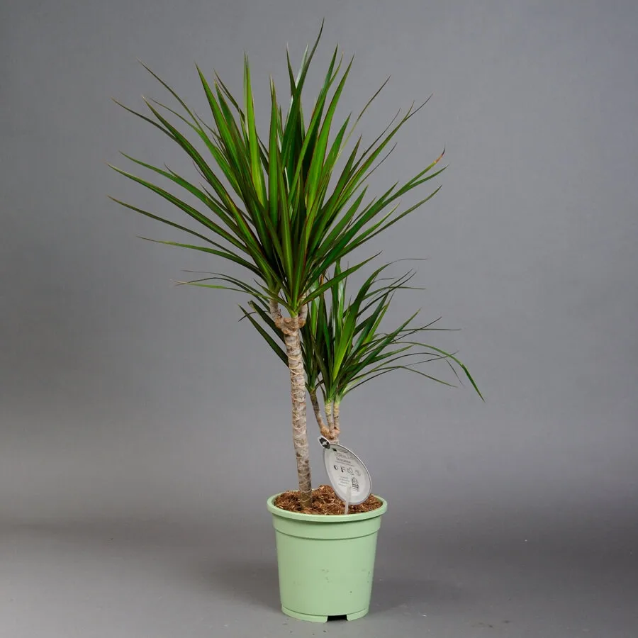 Драцена Драцена