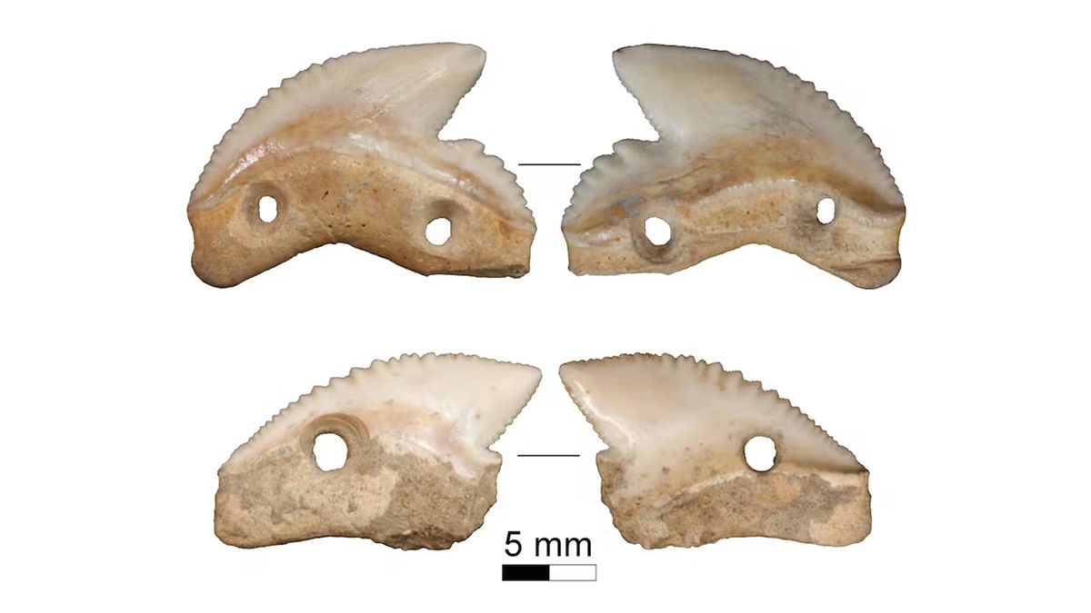 Акулячі зуби віком 7000 років слугували древнім людям зброєю або ритуальними ножами Акулячі зуби віком 7000 років слугували древнім людям зброєю або ритуальними ножами