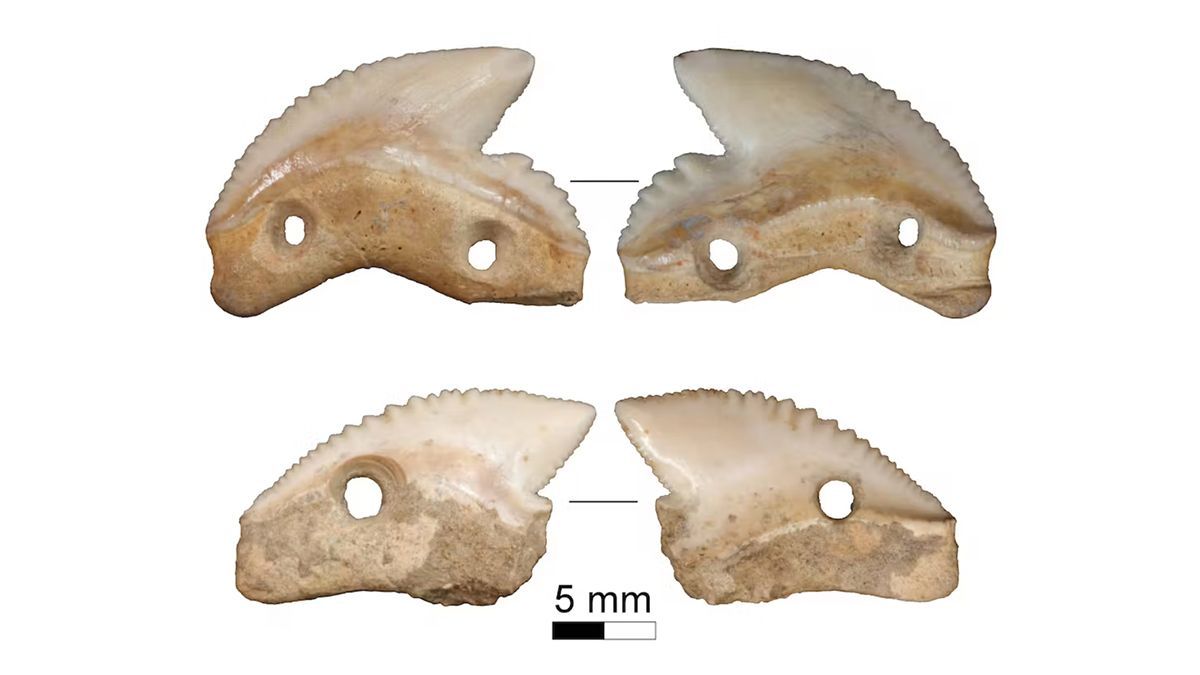 Зубы акулы возрастом 7000 лет служили древним людям оружием или ритуальными ножами