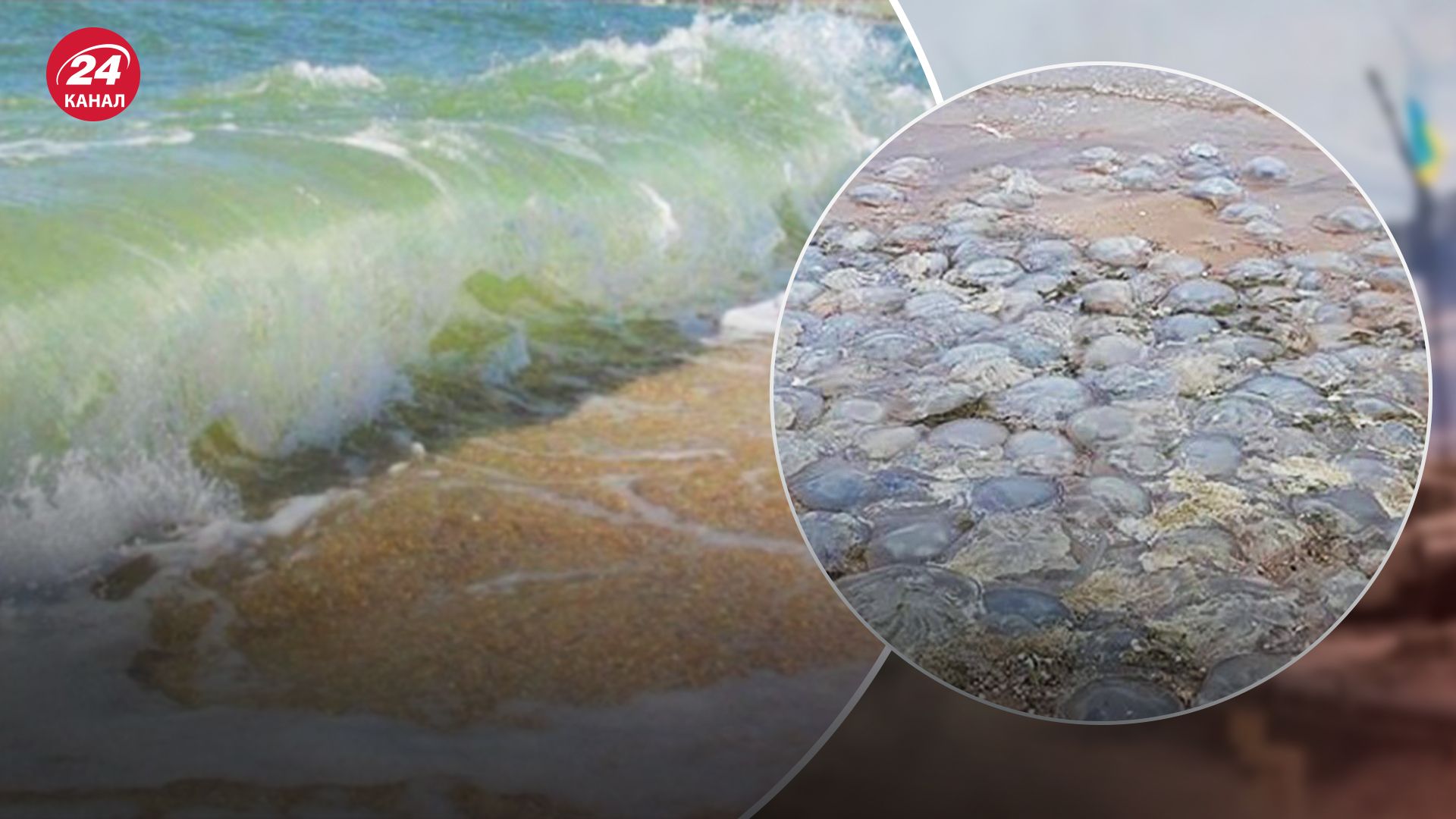 Росіяни нищать флору і фауну в Азовському морі Росіяни нищать флору і фауну в Азовському морі