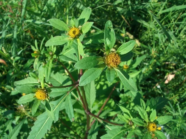 Череда Череда