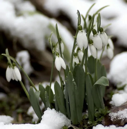 Підсніжник Підсніжник