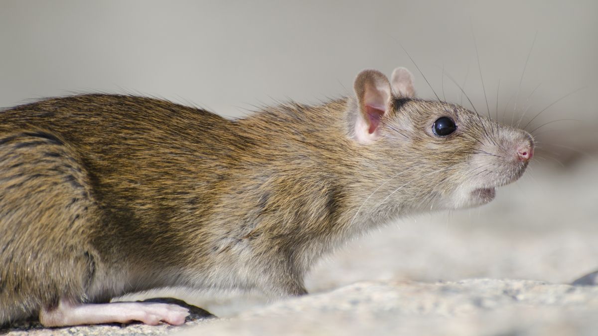 Вчені прослідкували за ростом мишачих ембріонів у космосі