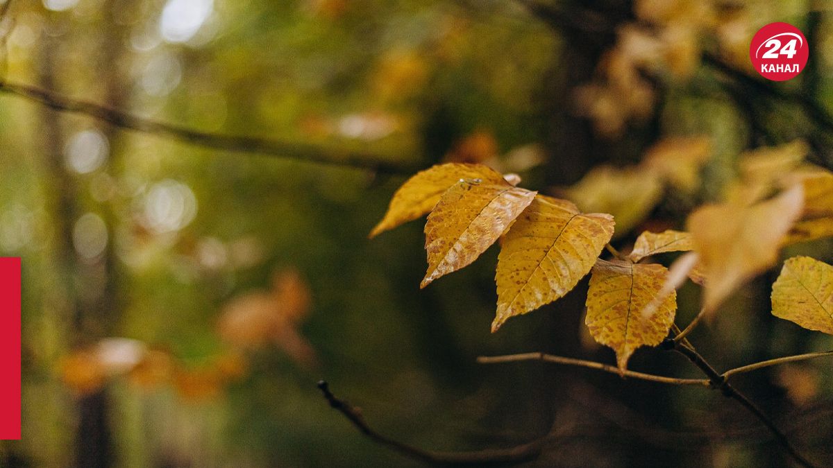 Точний прогноз погоди від синоптиків на 2 листопада - 24 Канал Точний прогноз погоди від синоптиків на 2 листопада - 24 Канал