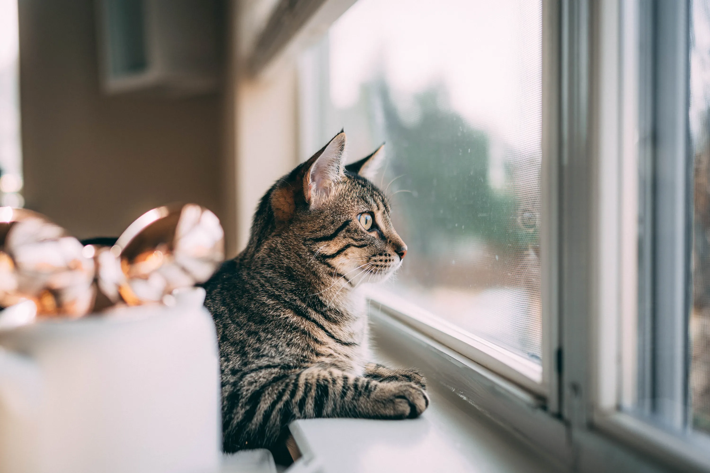 Кот наблюдает за жизнью на улице Кот наблюдает за жизнью на улице