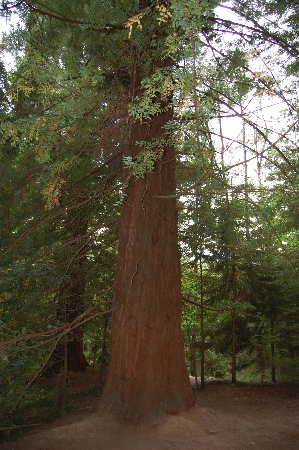 Секвоя у лісі іспанського міста Кабесон-де-ла-Саль Секвоя у лісі іспанського міста Кабесон-де-ла-Саль
