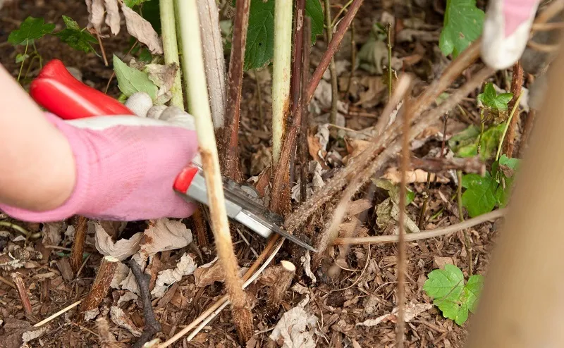 Обрезка малины Обрезка малины