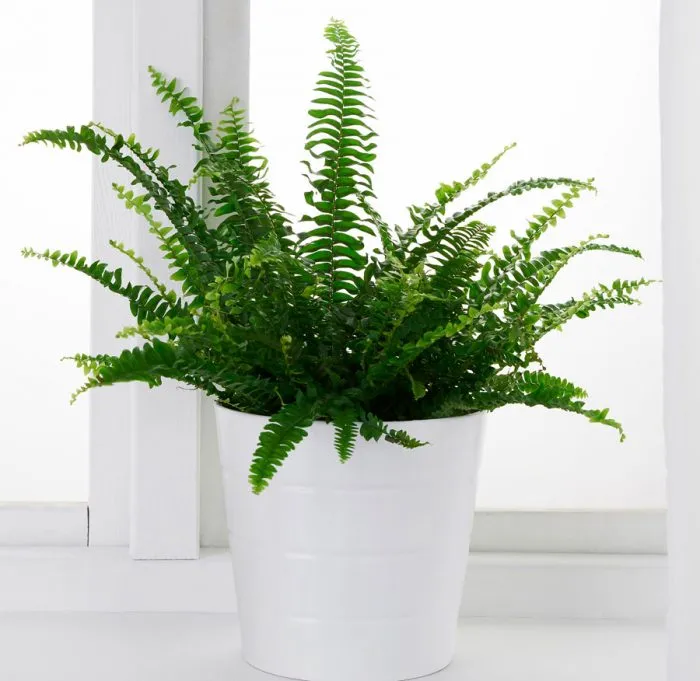 Бостонська папороть Бостонська папороть