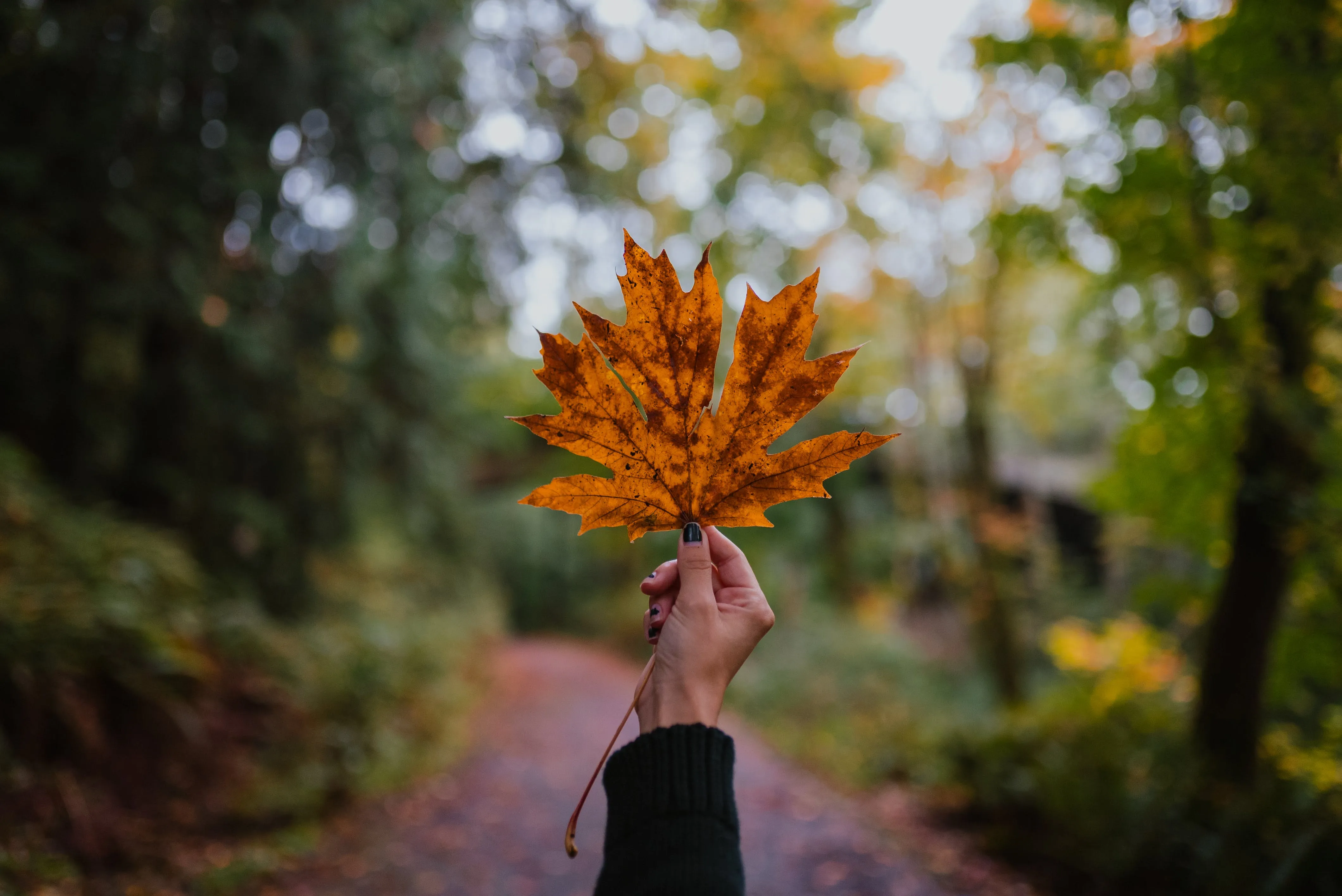 Як підписати осіннє фото 2023 Як підписати осіннє фото 2023