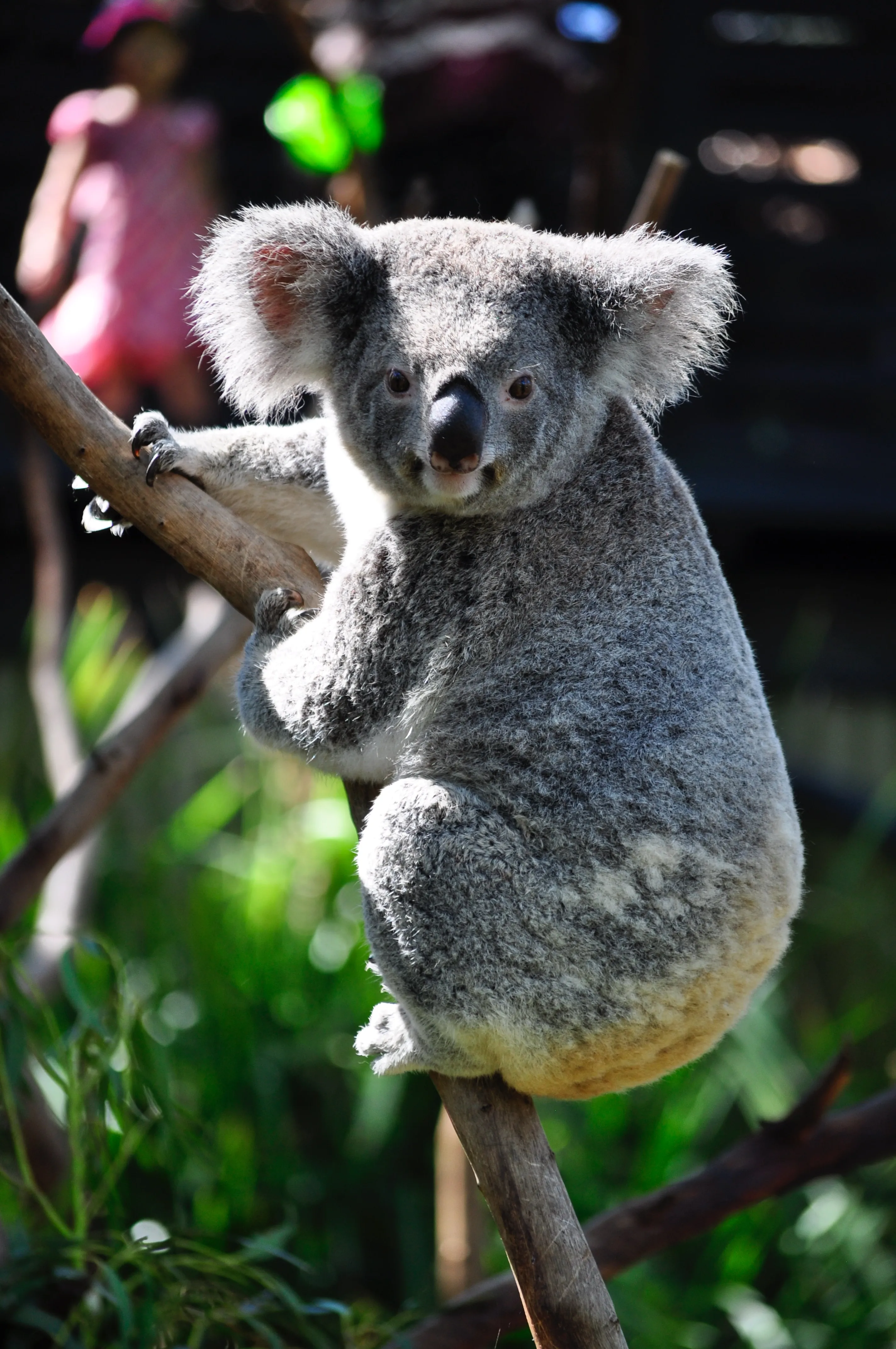 Вид коали потрапив під загрозу зникнення