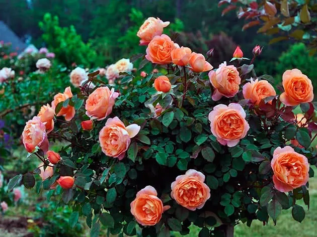 Чайные розы Чайные розы