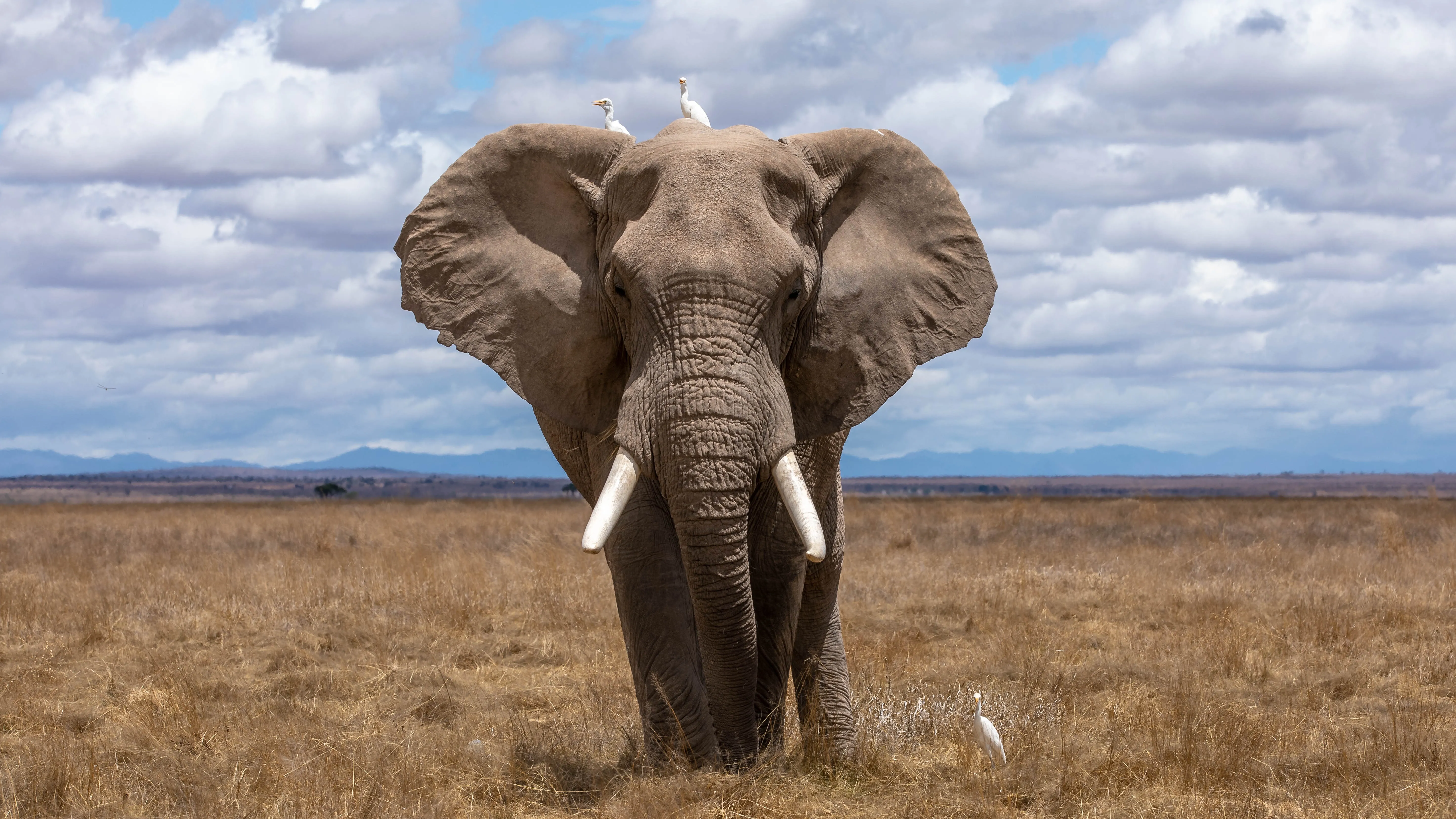 Азиатские слоны теперь признаны способными точно воспринимать собственные отражения в зеркале.