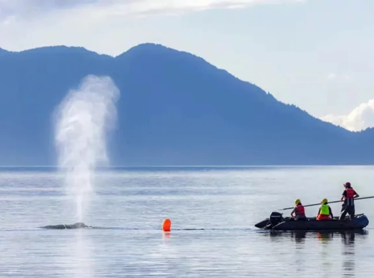 Команды спасателей потратили целый день, чтобы освободить кита от 450-футовой тяжелой лески.