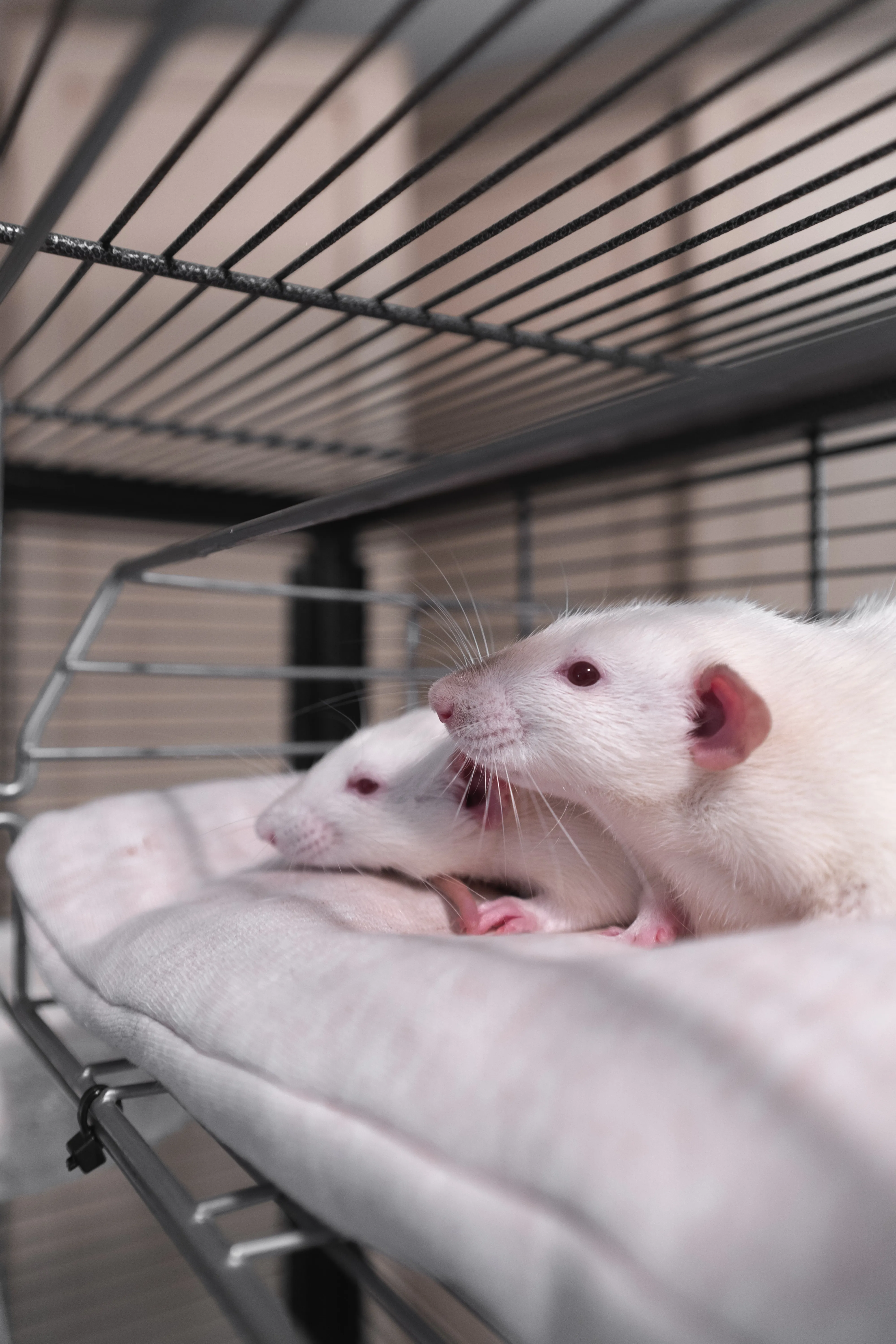 Введение вещества на основе молодой крови свиней омолодило крыс