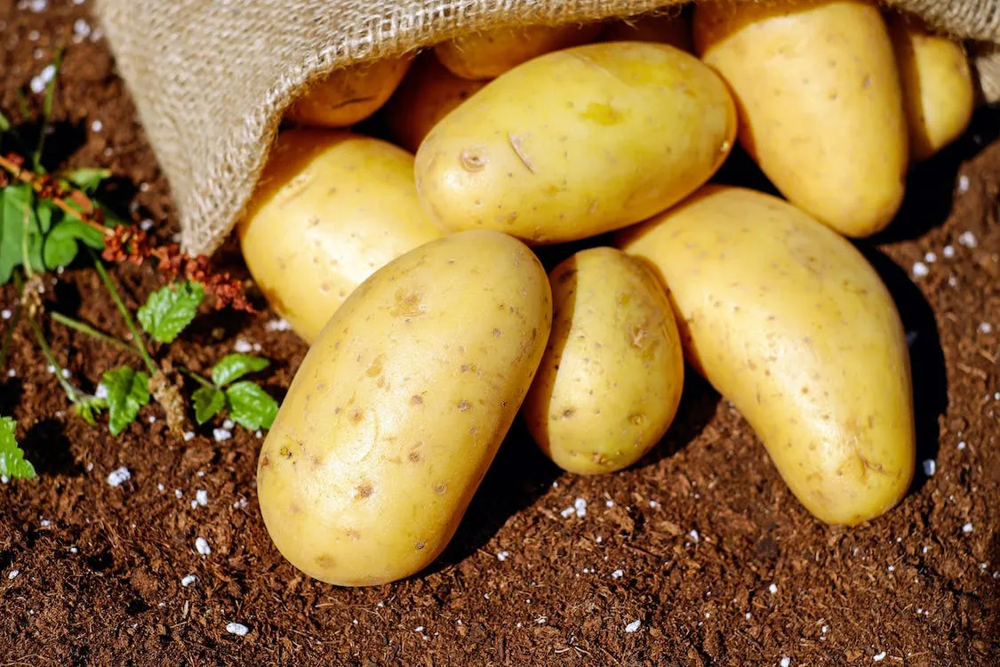 Гарний врожай картоплі 