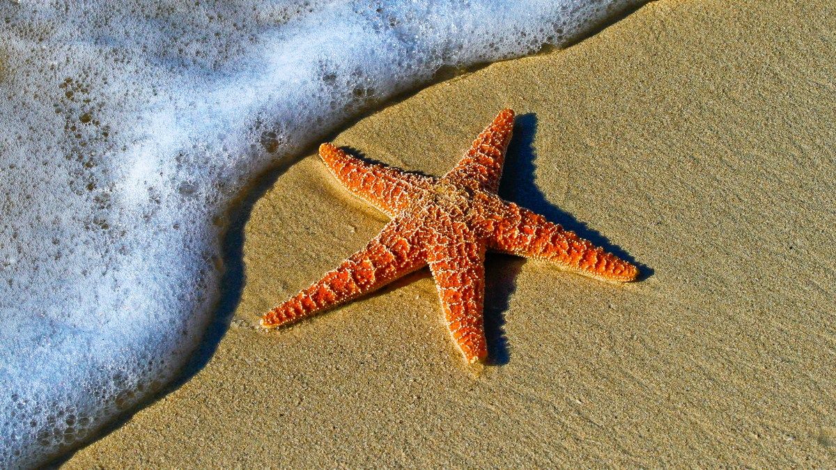 Морська зірка нарешті розкрила таємниці своєї дивної тілобудови