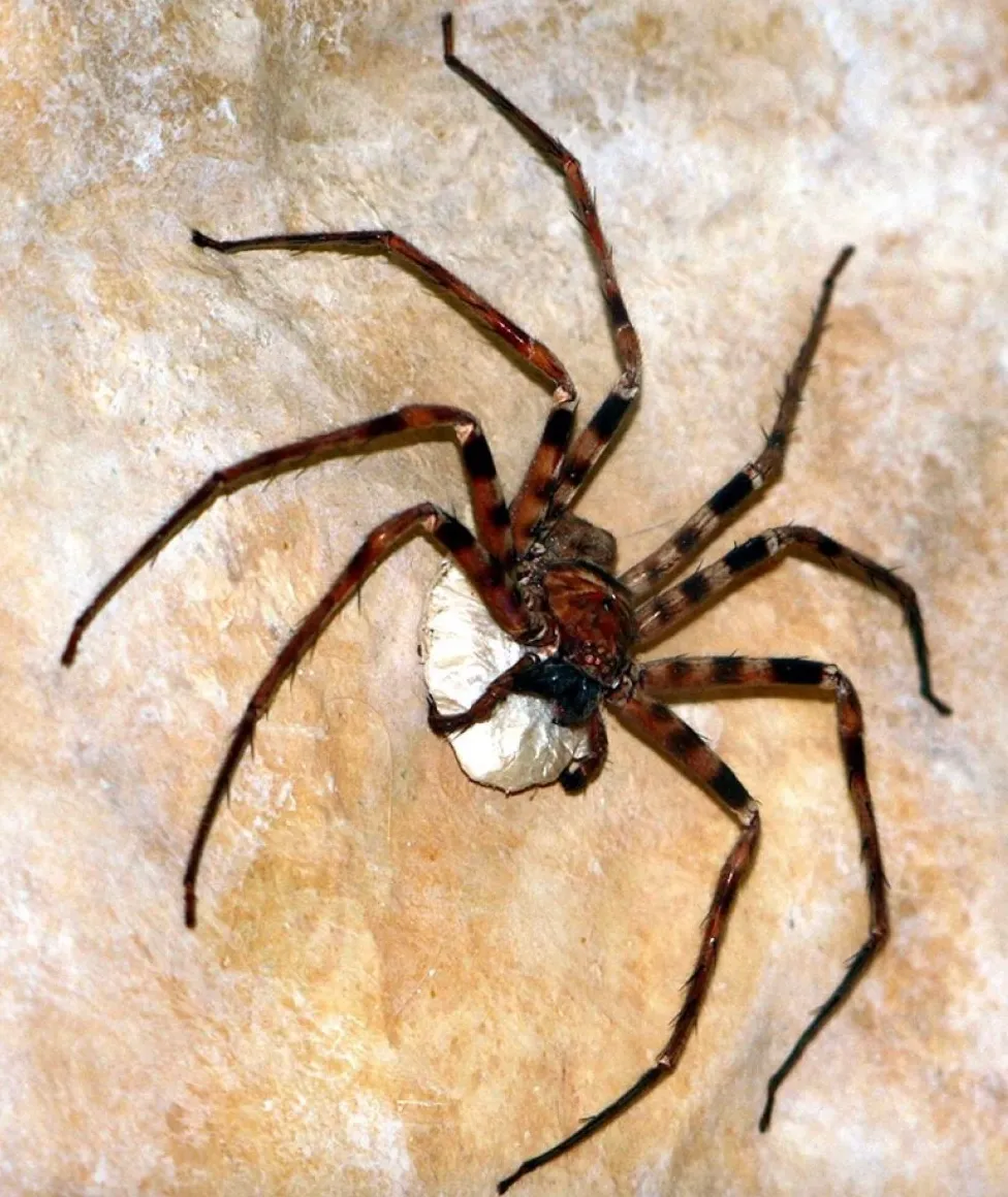 Павук мисливець із розмахом лап 30 сантиметрів